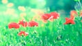 Corn poppy in sunshine